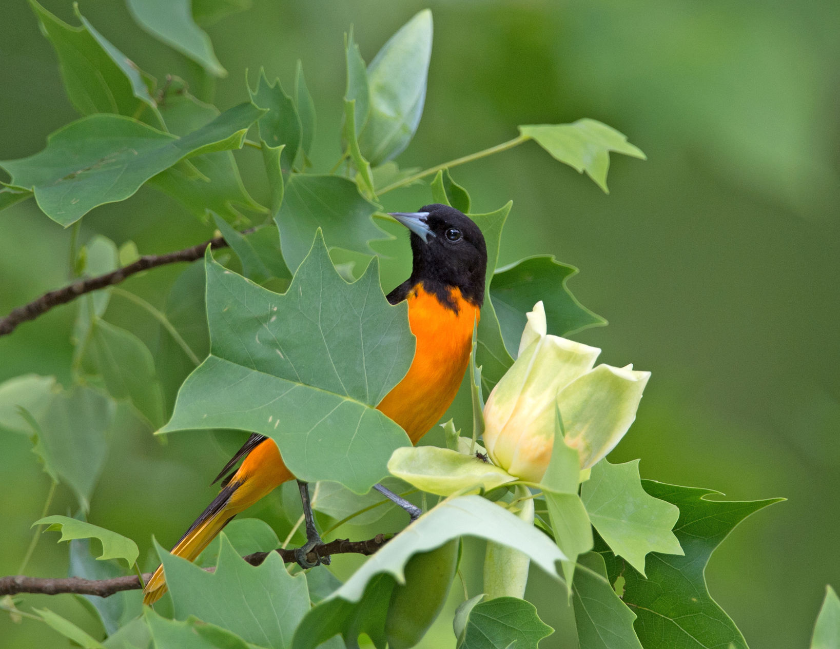 Male Baltimore Oriole